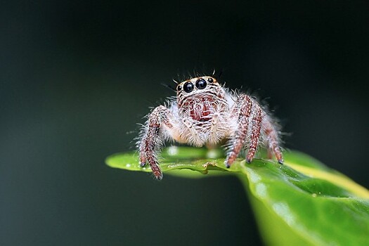 В России обнаружили пять новых видов пауков