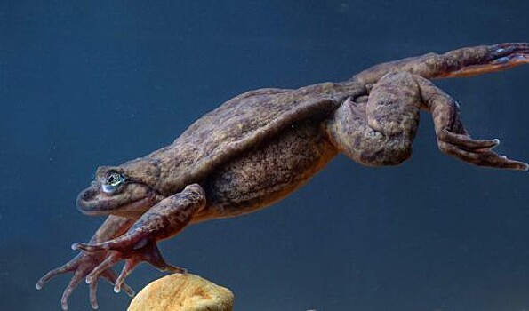 Самая одинокая лягушка в мире обрела пару