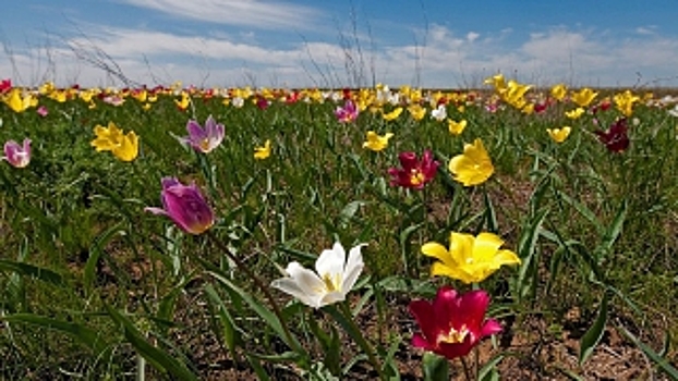 Более 10 тыс. туристов собрал фестиваль тюльпанов в Саратовской области
