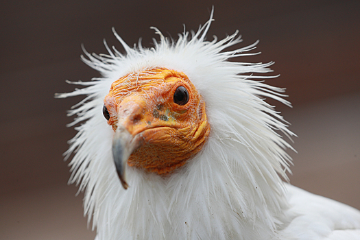 В зоопарке Москвы появились две занесенные в Международную Красную книгу птицы