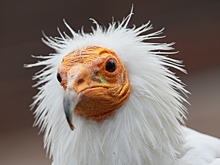 В зоопарке Москвы появились две занесенные в Международную Красную книгу птицы