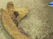 Кладбище пещерных медведей обнаружили на Урале