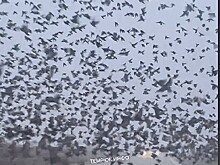 Тысячи птиц пронеслись над дорогой на Кубани