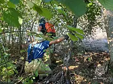 В Хабаровском крае площадь лесных пожаров увеличилась до 124,4 тыс. га