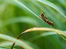 В России начнут продавать растительное мясо из сверчков