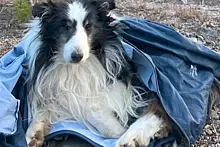 Пропавшая собака пять недель выживала в горах в одиночестве и вернулась домой