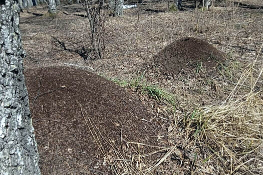 Огромные муравейники выросли под Новосибирском