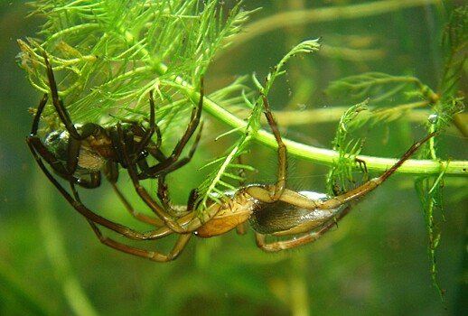 Подводные пауки-серебрянки: как они плетут коконы под водой?