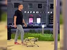 Официант-робопес Серега из новосибирского кафе вызвал волну хейта