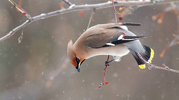 «Нашествие» свиристелей заметили на природных территориях столицы