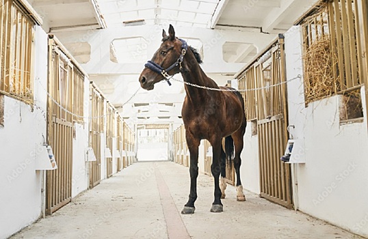 В Монголию из Ростовской области отправили 33 спортивных лошади
