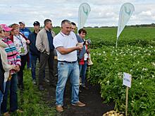 Новые российские и зарубежные сорта картофеля представили на «Дне картофельного поля»