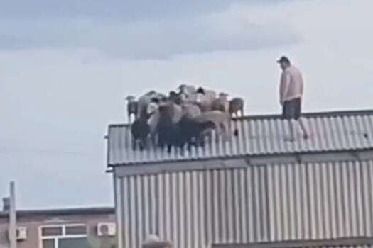 В Омской области стадо овец забралось на крышу сеновала и не смогло спуститься