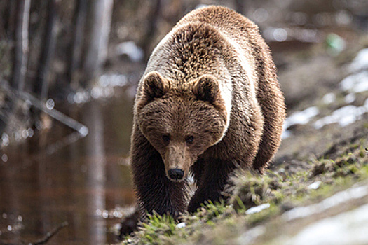 На Байкале начали просыпаться медведи