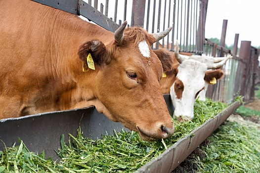 Эксперт рассказал, какой травой нельзя кормить скот