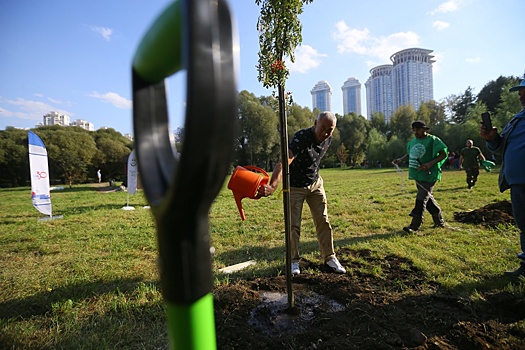 В Москве начали высаживать новые деревья и кустарники
