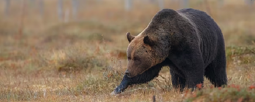 В селе под Новосибирском медведь напал на скот