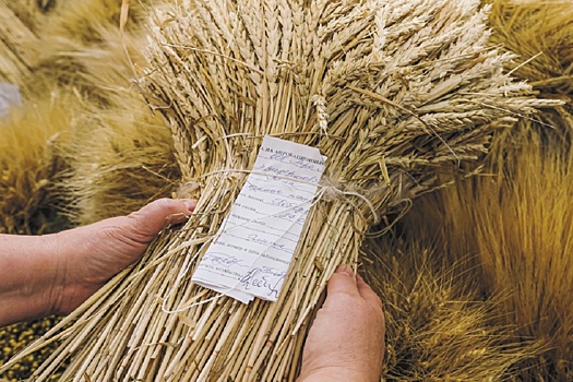 Урожай в Сибири будет большим, но товарность зерна остается под вопросом