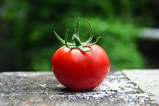 В Германии могут запретить выращивать клубнику и томаты