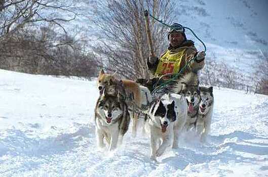 В Самарской области отменили ежегодные гонки на собаках «Волга Квест» из-за нехватки средств