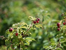 В Волгоградской области сняли редкие кадры с «кричащей» сольпугой