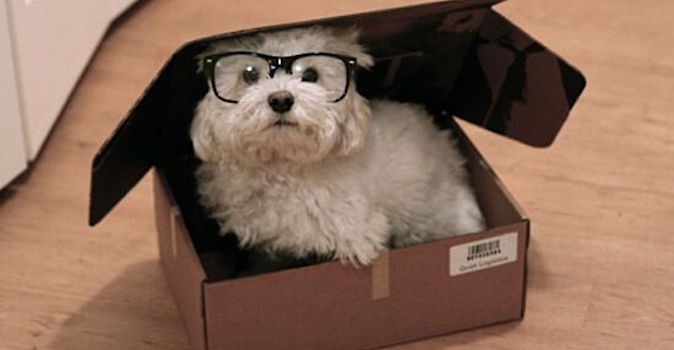 20 фото, доказывающих, что собаки тоже любят сидеть в коробках