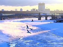 Первые перелетные птицы возвращаются в Москву раньше обычного
