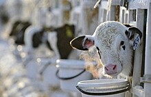 Производители молока предупредили о росте цен