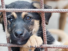 На Алтае могут появиться службы по отлову бездомных собак