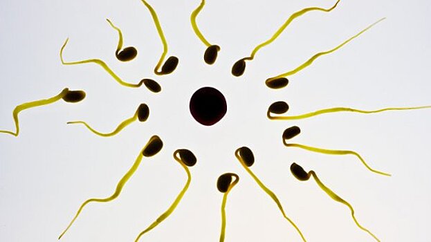 Найдена зависимость между временем засыпания и качеством спермы