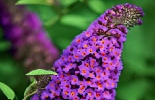 Уход за буддлеей осенью и популярные холодостойкие гибриды