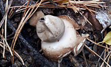В лесу под Челябинском нашли дымящийся гриб