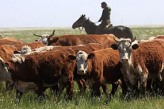 Казахстан может на полгода запретить вывоз живых овец, коз и крупного рогатого скота
