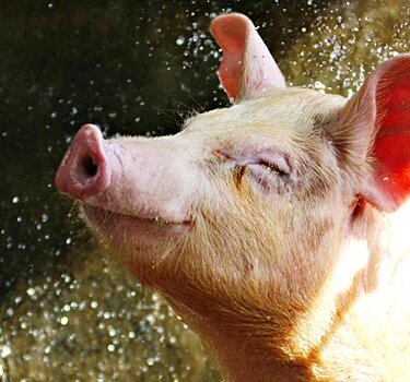 Белые породы свиней - обзор с названиями и описанием