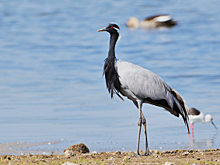 Житель Хакасии предстанет перед судом за отстрел запрещённого к добыче краснокнижного журавля-красавки