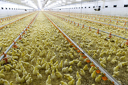 Новое структурное подразделение открылось на птицефабрике в Орехово‑Зуеве