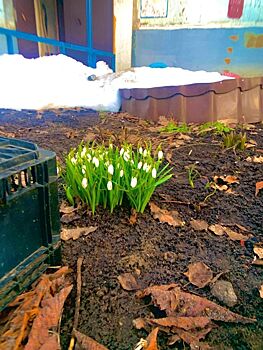 Главный признак прихода весны обнаружили во дворах Костромы