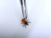 Россиян предупредили о начале сезона клещей