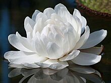 Большая кувшинка виктория амазонская расцветет в «Аптекарском огороде» вечером 20 октября