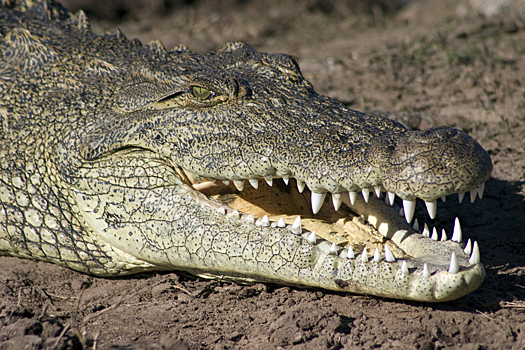 Мать расправилась с крокодилом и спасла сына