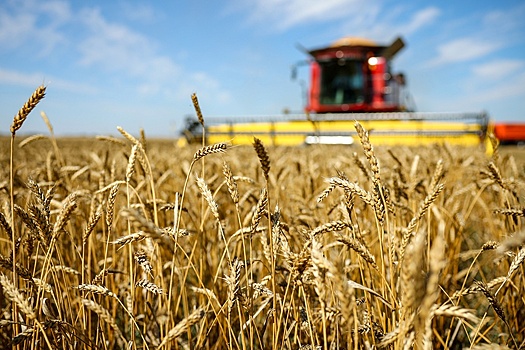 Урожай зерна в 2025 году достиг 142 млн тонн, планы к 2030 году - 170 млн тонн