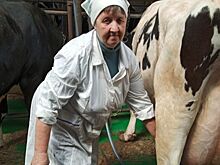 Лучшие нижегородские доярки с одной коровы получают за год свыше 13 тысяч кг молока