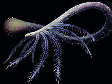 Решена загадка эволюции странного существа