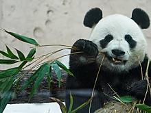 Панда Катюша освоилась с самостоятельной жизнью в Московском зоопарке