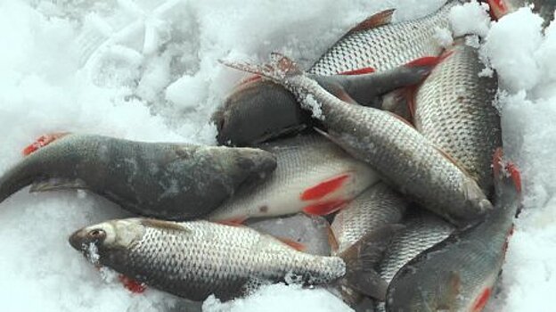 Сотрудники пензенского УФСИН посостязались в зимней рыбалке