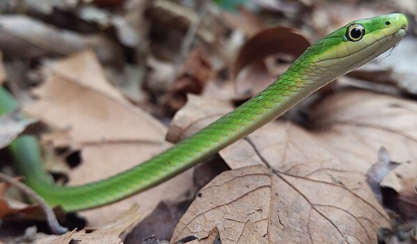 Биологи объяснили движение змей по прямой