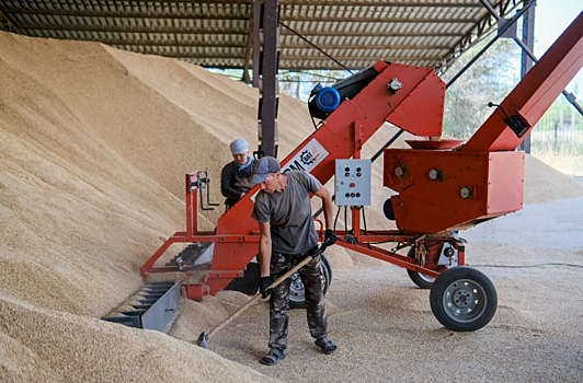 Альтернативный способ сохранить зерно при дефиците складских площадей