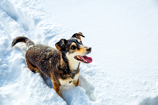 Смешное видео о собаках, которые радуются снегу, как дети