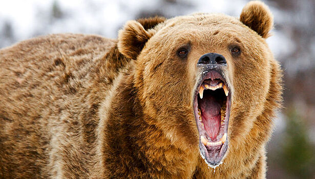 На Южных Курилах медведь убил смотрителя маяка