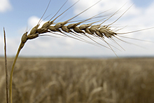 Российские ученые вывели новый сорт пшеницы для макарон